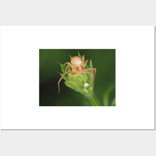 Spider identified as Philodromus sp. - running crab spider Posters and Art